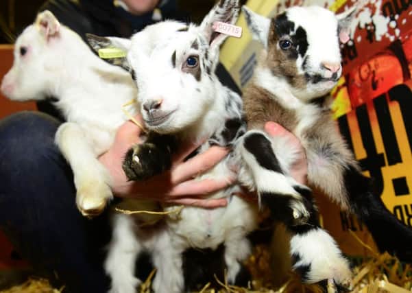 Kid goats born at Graves Park Animal Farm in Sheffield