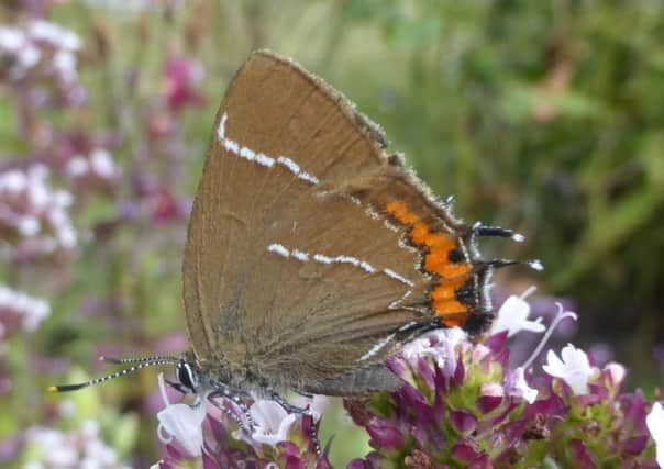 Undated handout photo issued by the Sheffield and Rotherham Wildlife Trust of the rare White-letter Hairstreak butterfly as according to research, the population of the rare UK butterfly has dropped by 96% in the last 40 years. PRESS ASSOCIATION Photo. Issue date: Monday January 11, 2016. Experts say that over the same period, the UK population of elm trees, the butterflies' exclusive habitat, has dropped by more than 30 million. See PA story ENVIRONMENT Butterflies. Photo credit should read: Sheffield and Rotherham Wildlife Trust/PA Wire 

NOTE TO EDITORS: This handout photo may only be used in for editorial reporting purposes for the contemporaneous illustration of events, things or the people in the image or facts mentioned in the caption. Reuse of the picture may require further permission from the copyright holder.