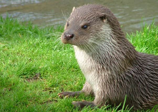 Otters have been spotted living along the River Don in the heart of Sheffield.