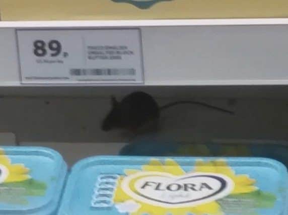 A video has gone viral after an eagle-eye shopper captured a LIVE MOUSE hiding next to CHEESE in a Tesco in Doncaster, South Yorkshire. See Ross Parry copy RPYMOUSE : The video of the rodent scurrying around among the cheese and butter has been viewed over 40,000 times in the past three days. Railway signaler Michael Page, 39, shot the video in his local Tesco convenient store in Doncaster, South Yorks., after popping in at around 8pm on January 11 to fill up his car with diesel as well as to pick up some milk, bread and washing-up liquid on his way home. He said: "I was just coming back from my partner's salon when I called into the petrol station to fill up and pick up a few bits and bobs. "I was just wondering around the store, thinking what to buy when I noticed the mouse scurrying around.