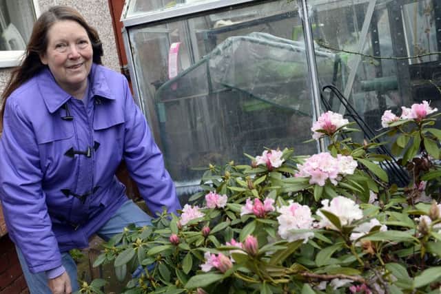 Anne Parrot has Rhododendron flowering six months early in her garden in Carcroft, Doncaster