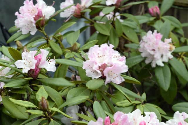 Anne Parrot has Rhododendron flowering six months early in her garden in Carcroft, Doncaster
