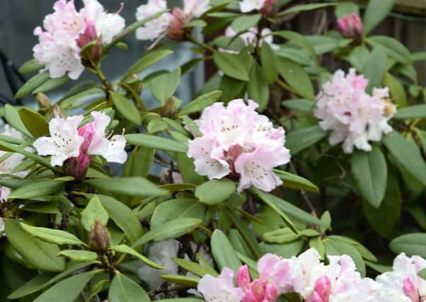 Anne Parrot has Rhododendron flowering six months early in her garden in Carcroft, Doncaster