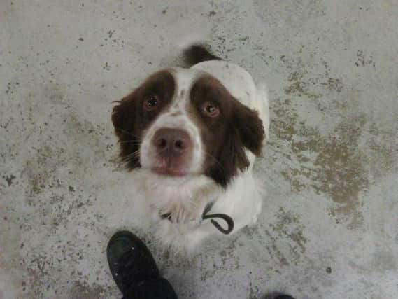 PD Buddy helped officers located 175k worth of heroin at a property in Stainforth.