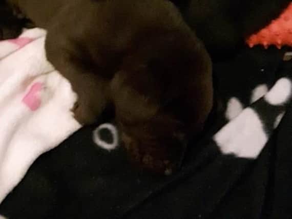 Eight-week-old puppy Molly were stolen during a break-in at a property in Long Sandall.