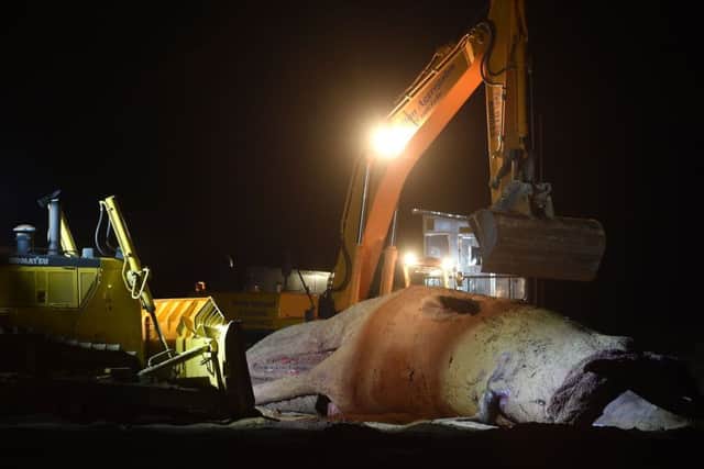 Contractors clear away the body of one of the dead 48ft sperm whales that were washed-up on a beach near Gibraltar Point in Skegness, Lincolnshire