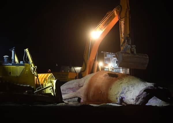 Contractors clear away the body of one of the dead 48ft sperm whales that were washed-up on a beach near Gibraltar Point in Skegness, Lincolnshire