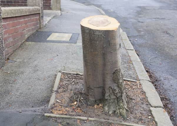 Trees which have been felled around Sheffield as Amey and Sheffield Council continue their tree felling campaign in Moffatt Road in Heeley Picture Dean Atkins