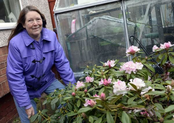 Anne Parrot has Rhododendron flowering six months early in her garden in Carcroft, Doncaster