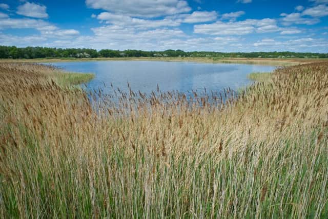 Potteric Carr Nature Reserve near Doncaster. Credit: Matthew Roberts.
