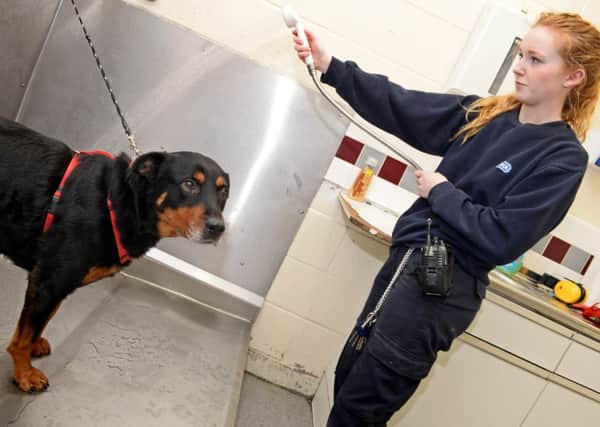 Becky Reaney, animal care assistant, pictured grooming Rottweiler Cross, Mildred. Picture: Marie Caley NSST RSPCA MC 9