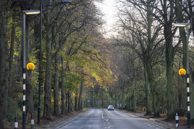 Trees under threat from Sheffield City Council on rivelin Valley Road in the city
Picture Dean Atkins