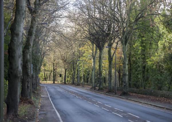 Trees under threat from Sheffield City Council on Rivelin Valley Road in the city.
Picture Dean Atkins