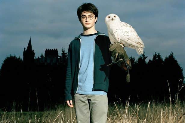 Harry Potter with an owl