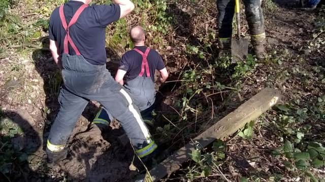 Firefighters rescue Flynn the red setter from a pipe in Deepcar. Photo: South Yorkshire Fire and Rescue