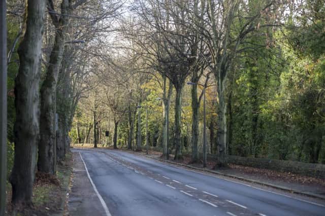 Trees under threat from Sheffield City Council in Rivelin Valley Road in the city
Picture Dean Atkins
