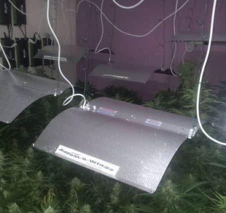 The cannabis haul discovered by officers at a property in Sheffield