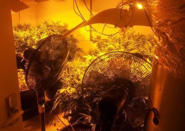 The cannabis haul discovered by officers at a property in Sheffield