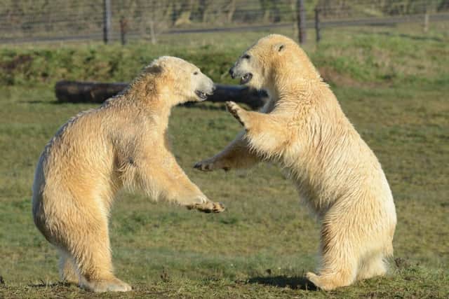 Nobby explores his enclosure with fellow male bear Nissan. Photo by Sharon Doorbar.