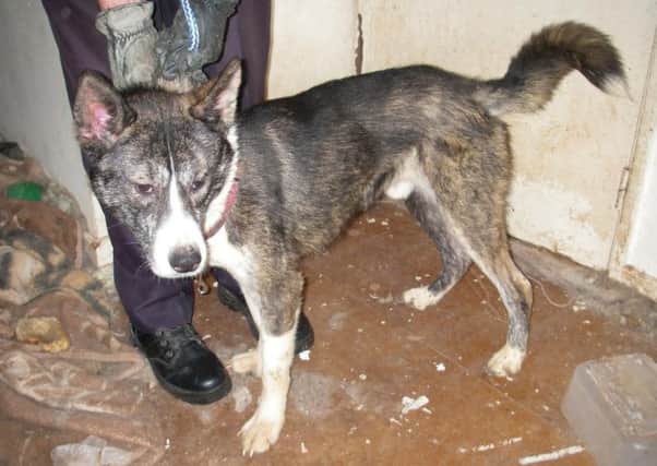 Pictured is one of the neglected dogs discovered at Jade Lawman's former home at Hipley Close, Chesterfield, by the RSPCA.