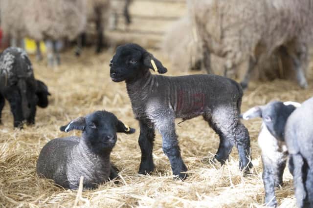 New born lambs at Whirlow Hall Farm
Picture Dean Atkins