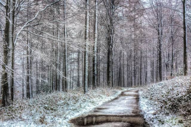 Snowy Greno Woods in Sheffield
