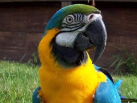 Missing macaw Bonny. (Photo: Marlene Lacey).