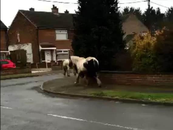 The horses were spotted running through Blaxton this morning, and are believed to have been on the loose in the village since Wednesday. Video and pictures courtesy of Free Press reader Mike Drury.