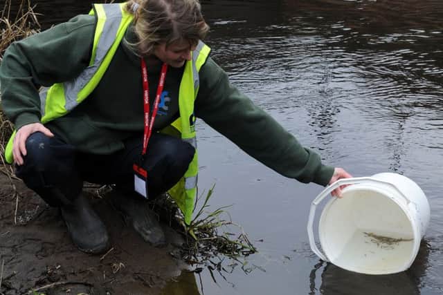 Hellen Hornby releases hand reared brown trout from Brightside school into the River Don Picture: Andrew Roe