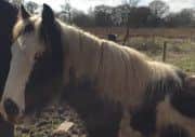 One-year-old horse Billy, who was found abandoned on a landfill site  in Carcroft in October 2015. He is now being nursed back to health by animal lover Vanessa Aradia Myatt.