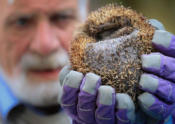 Allan Broadhead, 77, of Barnsley with Frank the hedgehog. Photo: Ross Parry/SWNS