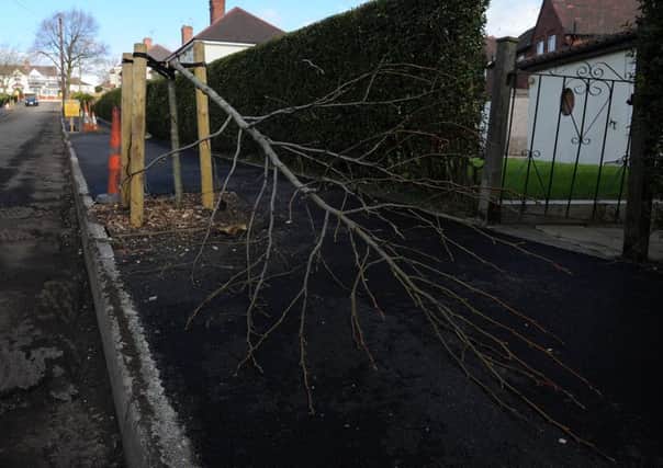Trees have been brought down on Ridgeway Crescent and the surrounding areas. Picture: Andrew Roe
