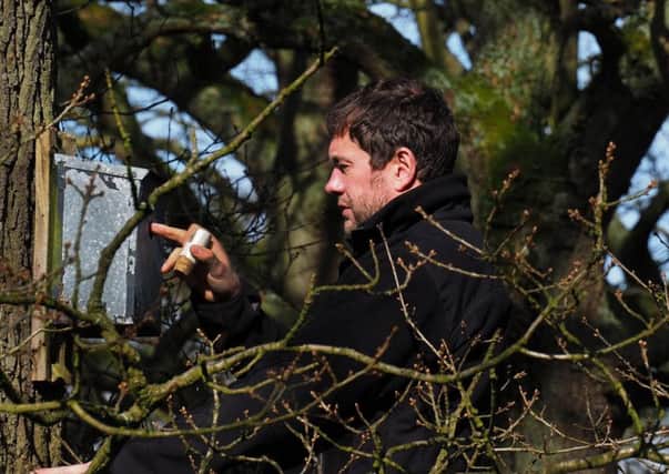 Uncorking nest boxes for returning pied flycatchers to use in the woods around Padley Gorge: Ranger Mark Bull checking a nest box hole after removing the 'cork'...(National Trust photo by David Bocking: free use for stories relating to National Trust work in the Peak District)