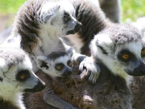 Lemurs at Yorkshire Wildlife Park.