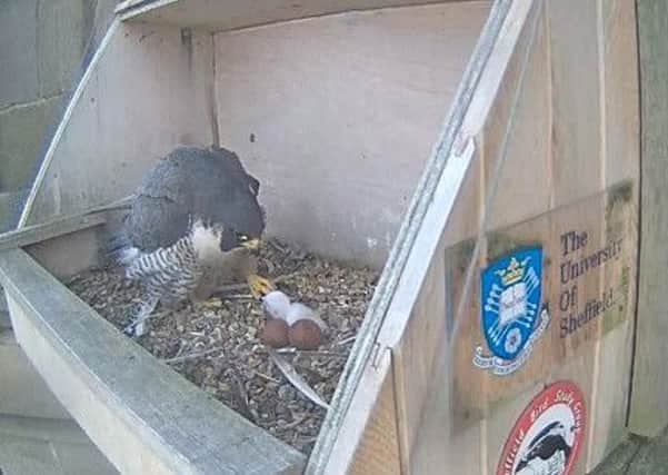 Sheffield's peregrine falcons have produced four egs and two chicks so far