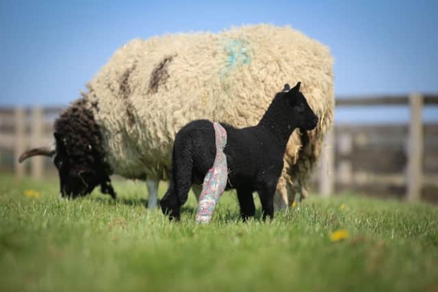 Laurus, a two-week-old lamb, has been given a leg cast after its mother accidentally broke it whilst grazing