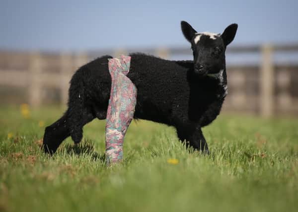 Laurus, a two-week-old lamb, has been given a leg cast after its mother accidentally broke it whilst grazing