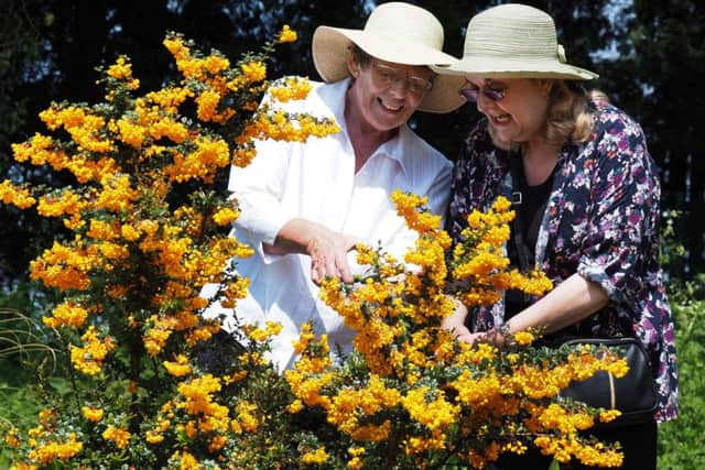 Graves Park Arboretum and Wlidlife Meadow: Barbara Greatorex (left) and Caroline Dewar examining a burbaris in bloom