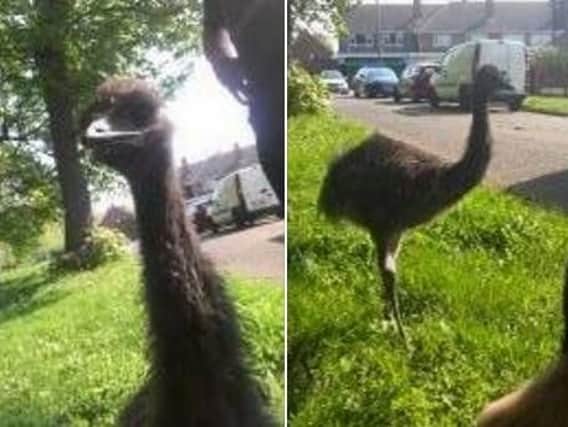 The photos of the escaped 'emu' released by Doncaster Central LPT. (Photo: Doncaster LPT).