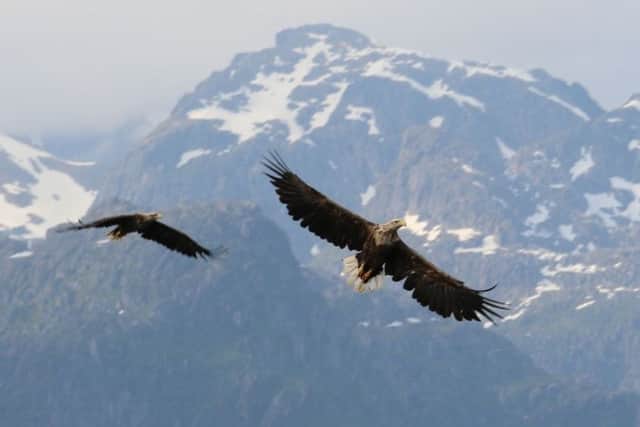 Sea eagles soar in the Land of the Midnight Sun