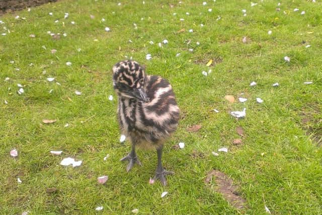 Hercules, a baby emu who lives at a house in Intake, Doncaster. Hercules hatched at the beginning of May after owner Wayne Brown took on some eggs for his hens to keep warm, not knowing an emu was inside one of them.