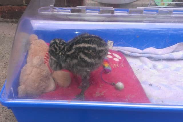 Hercules, a baby emu who lives at a house in Intake, Doncaster. At night, he sleeps in a large plastic enclosure and likes to cuddle up to a teddy. Hercules hatched at the beginning of May after owner Wayne Brown took on some eggs for his hens to keep warm, not knowing an emu was inside one of them.