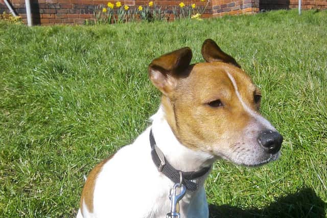 Rolo, the jack russell terrier, who is at the RSPCA centre in Chesterfield,  is in need of a new home.