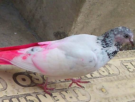 This unusual pigeon has been spotted in the city centre. Photo by Emma Godley
