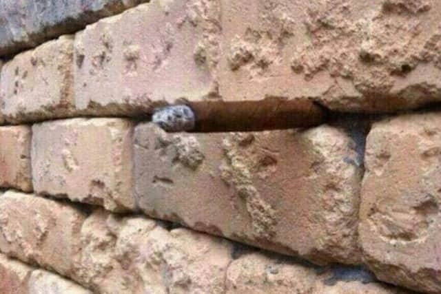 Can you see what's hiding in this picture?