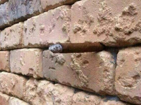 Can you see what's hiding in this picture?