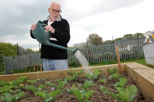Mike Newsome waters the vegetables at the St Saviour's Church community allotment. Picture: Andrew Roe