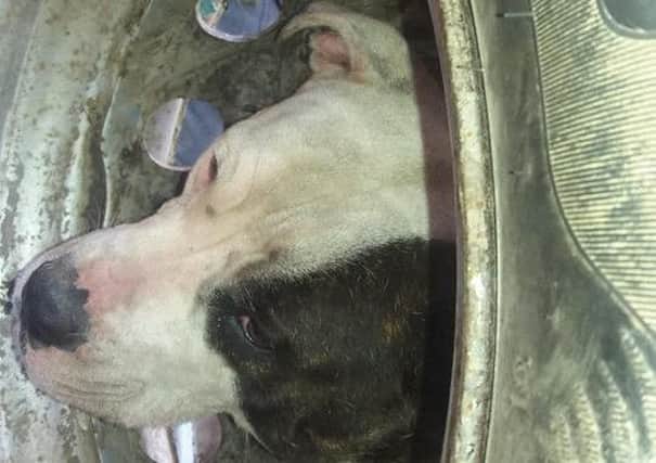 Bowe, a one-year-old Staffordshire Bull Terrier, who got her head stuck in a wheel in Rotherham