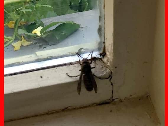 Fears over deadly insect invasion