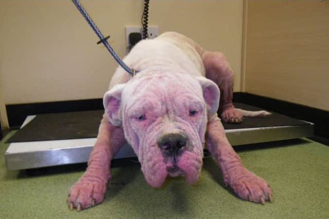A mother and son from Barnsley, have been disqualified from keeping all animals for five years after their white American bulldog called Buster was found suffering with painful eye and skin conditions